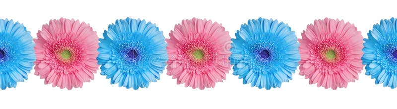 Blue and pink gerbera flowers border on white background isolated close up, gerber flower seamless pattern, greeting card decorative frame, floral ornamental line, daisies decoration, design element. Blue and pink gerbera flowers border on white background isolated close up, gerber flower seamless pattern, greeting card decorative frame, floral ornamental line, daisies decoration, design element