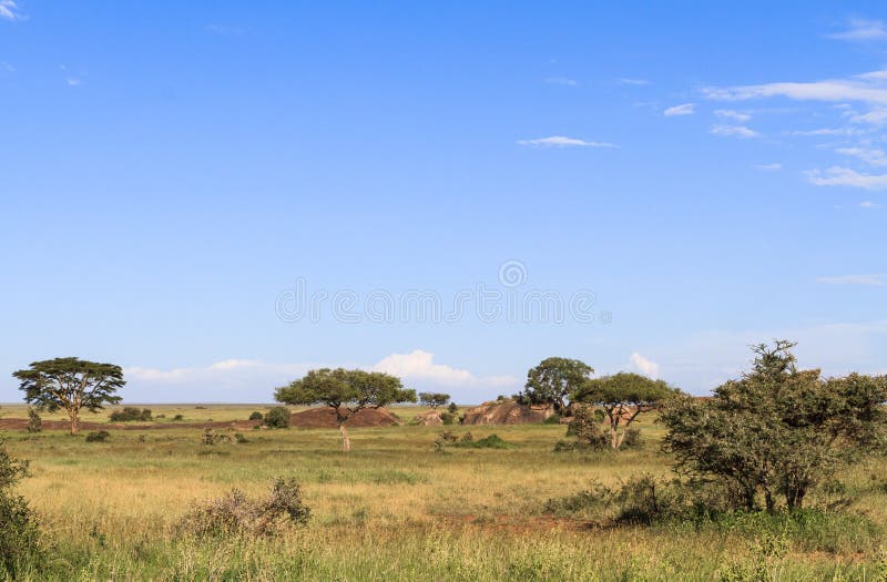 Niebieskie niebo Serengeti Tanzania, Afryka zdjęcie royalty free Niebieskie niebo Serengeti Tanzania, Afryka zdjęcie royalty free