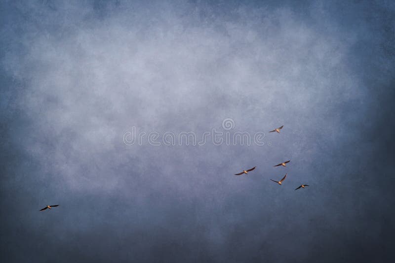 Abstract blue sky with flock of flying birds. Abstract blue sky with flock of flying birds