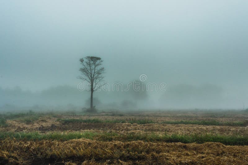 Niebla de los paisajes en la falta de definición del paseo de la mañana