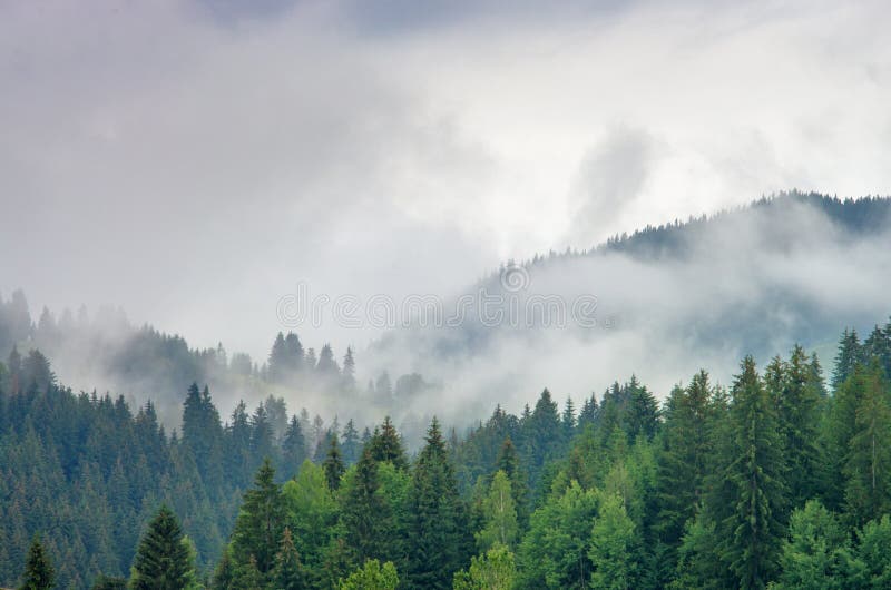 Niebla en el bosque de los árboles de pino en las montañas