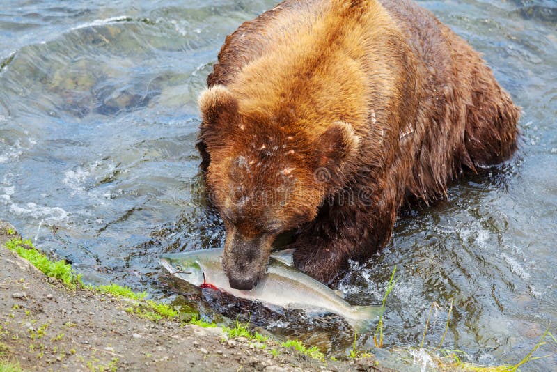 Nied?wied? na Alaska obrazy stock Nied?wied? na Alaska obrazy stock