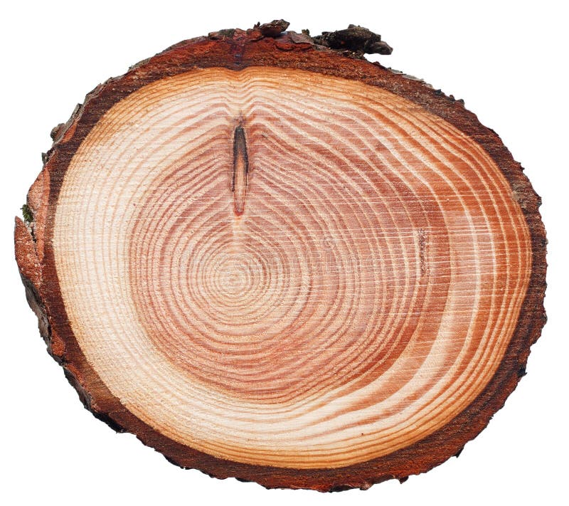 Niederlagenbaumstamm-Kreuzschnitt-Holzbeschaffenheit