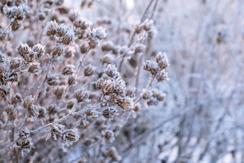 Niederlassung bedeckte mit Schneereif Winter Anlagen sind am frühen Morgen eisig Schöner Wintermorgen Frische eisige Luft stockfoto Niederlassung bedeckte mit Schneereif Winter Anlagen sind am frühen Morgen eisig Schöner Wintermorgen Frische eisige Luft stockfoto