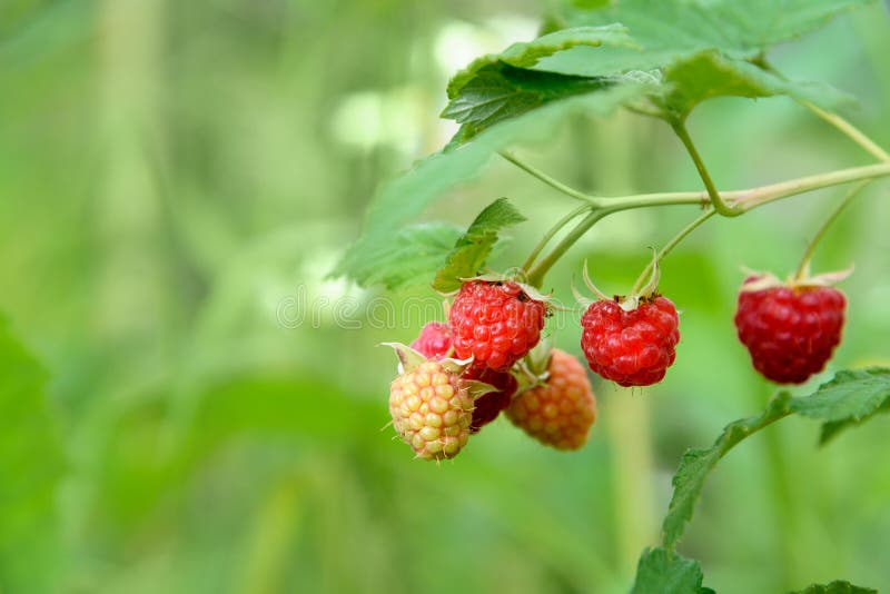 Niederlassung Der Himbeere Mit Den Roten Beeren Auf Einem Hintergrund