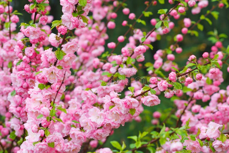Niederlassung der Mandel mit schönen rosa Blumen stockbild Niederlassung der Mandel mit schönen rosa Blumen stockbild