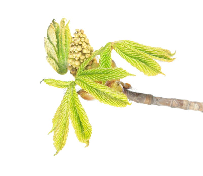 Niederlassung der Rosskastanie mit den Blumenknospen und jungen Grünblättern lokalisiert auf weißem Hintergrund lizenzfreies stockbild Niederlassung der Rosskastanie mit den Blumenknospen und jungen Grünblättern lokalisiert auf weißem Hintergrund lizenzfreies stockbild