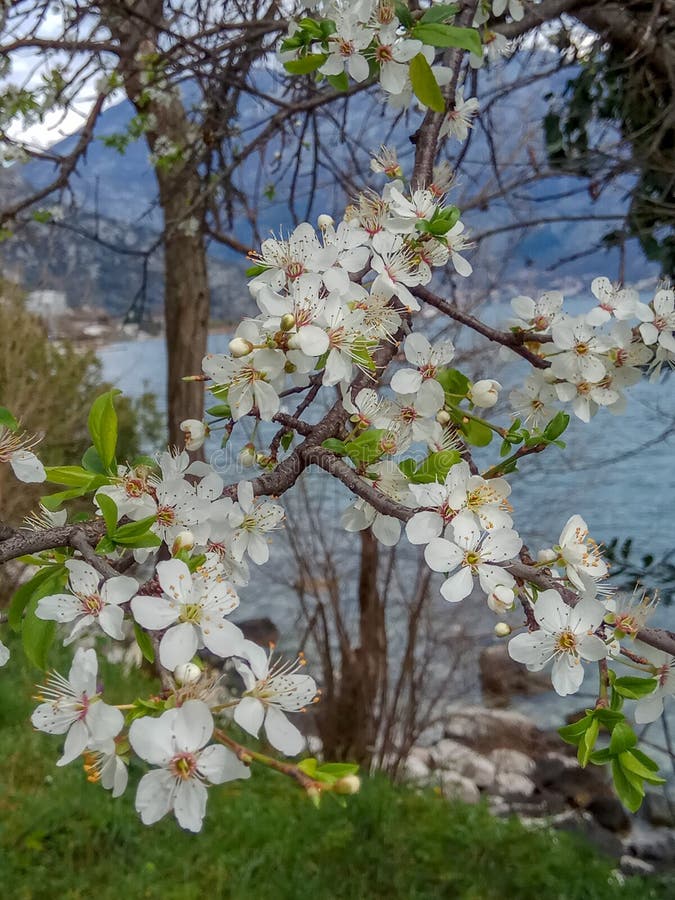 Niederlassung der weißen Blume der Blüte während des Frühjahres nahe dem Meer lizenzfreie stockbilder Niederlassung der weißen Blume der Blüte während des Frühjahres nahe dem Meer lizenzfreie stockbilder
