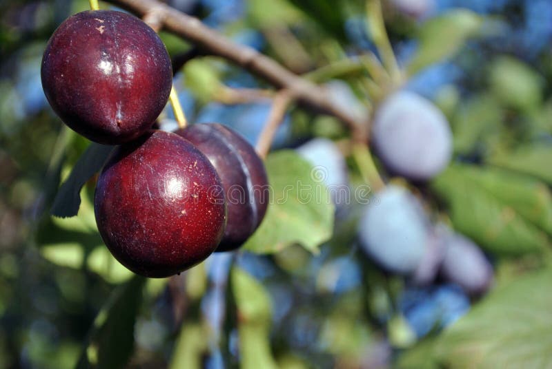 Niederlassung mit reifen blauen Pflaumen, verlässt undeutlichen Hintergrund lizenzfreie stockfotos Niederlassung mit reifen blauen Pflaumen, verlässt undeutlichen Hintergrund lizenzfreie stockfotos