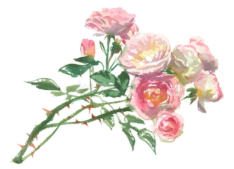 Niederlassung von blassem - rosa Rosen stock abbildung