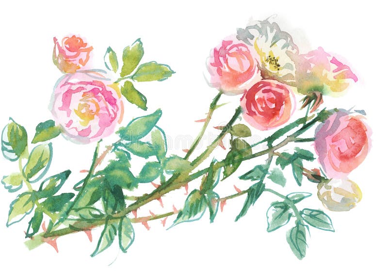 Niederlassung von blassem - rosa Rosen vektor abbildung