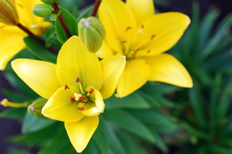 Niederlassung von blühenden gelben Lilien im Sommergarten stockfoto Niederlassung von blühenden gelben Lilien im Sommergarten stockfoto