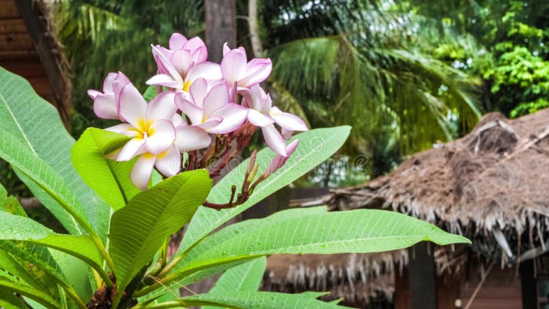 Niederlassung von lila Plumeria blüht gleich nach tropischem Regen