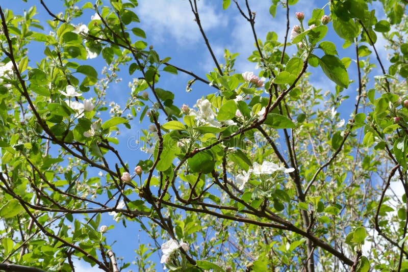 Niederlassungen des Apfelbaums mit schönen Blumen und jungen grünen Blättern lizenzfreies stockbild Niederlassungen des Apfelbaums mit schönen Blumen und jungen grünen Blättern lizenzfreies stockbild