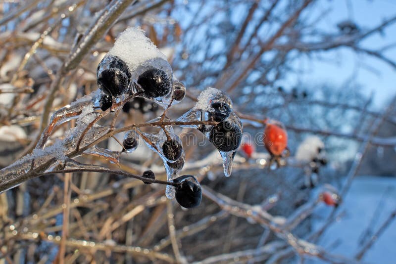 Niederlassungen des Baums mit schwarzen Beeren nach dem Schneeregen, dem Eispanzer und den Eiszapfen Verwischt, Weihnachtshinterg stockfoto Niederlassungen des Baums mit schwarzen Beeren nach dem Schneeregen, dem Eispanzer und den Eiszapfen Verwischt, Weihnachtshinterg stockfoto