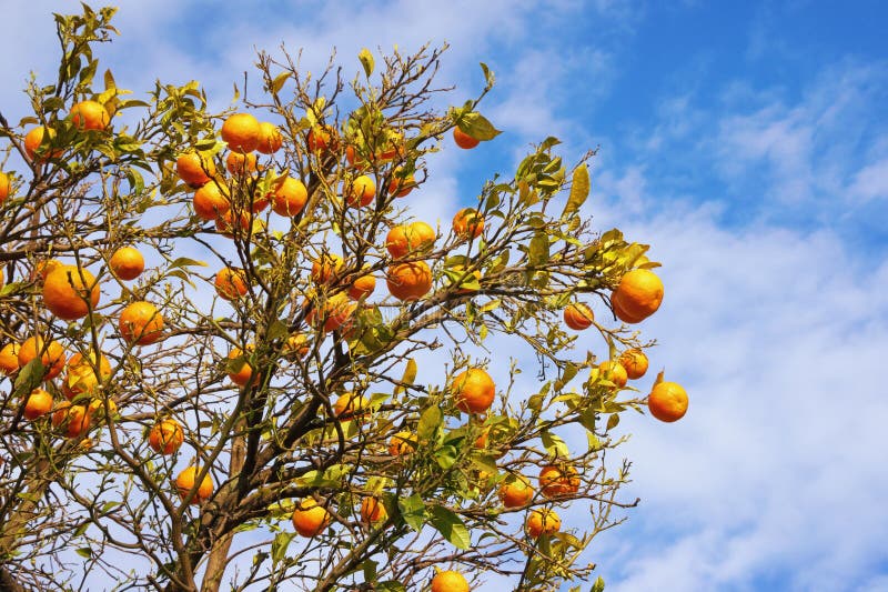 Niederlassungen des Tangerinebaums mit reifen Früchten gegen blauen Himmel stockfoto Niederlassungen des Tangerinebaums mit reifen Früchten gegen blauen Himmel stockfoto