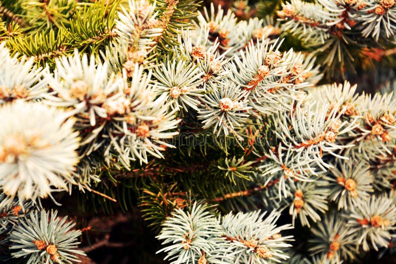 Niederlassungs-Baumhintergrund der Kiefer trockener, natürliche Beschaffenheit des Winters lizenzfreies stockbild Niederlassungs-Baumhintergrund der Kiefer trockener, natürliche Beschaffenheit des Winters lizenzfreies stockbild