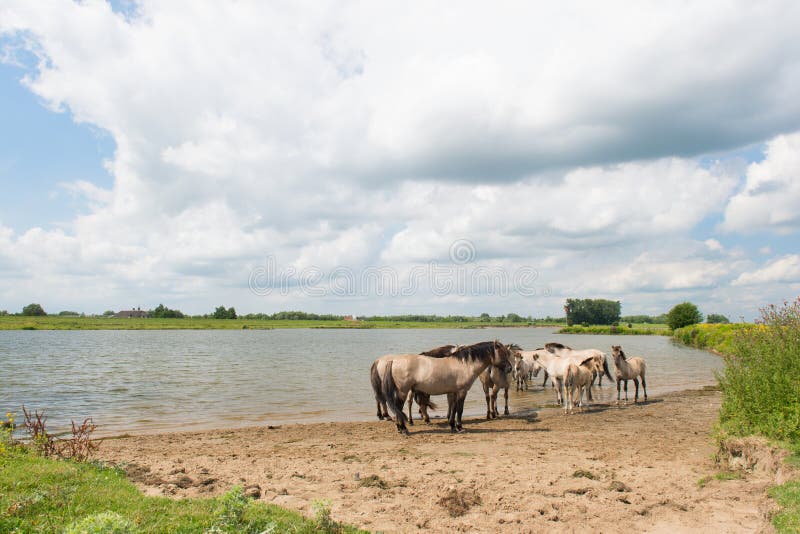 Niederländische Flusslandschaft mit Pferden lizenzfreie stockbilder Niederländische Flusslandschaft mit Pferden lizenzfreie stockbilder