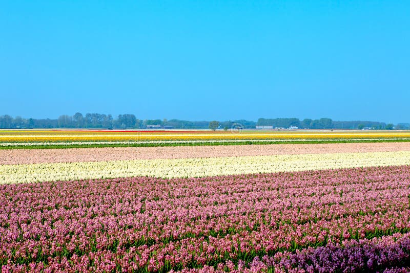 Niederländisches Birnenfeld lizenzfreie stockfotos Niederländisches Birnenfeld lizenzfreie stockfotos