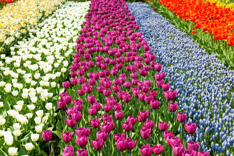Niederländisches Birnenfeld mit bunten Tulpen stockfotografie Niederländisches Birnenfeld mit bunten Tulpen stockfotografie