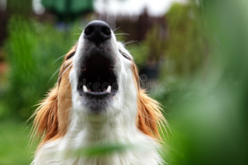 Niedlich Gemischte Rasse Hund Im Garten Heulen Oder Bellen Nach Oben