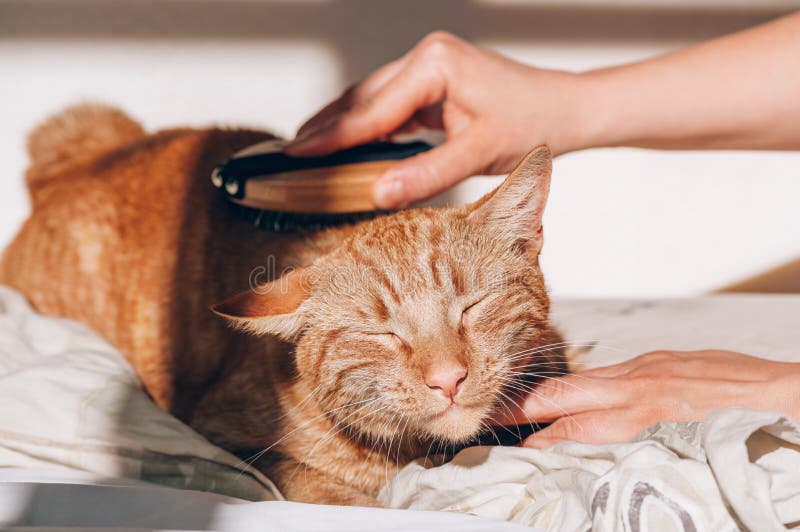 Niedliche Ingwer Katze schläft auf dem Bett stockbild