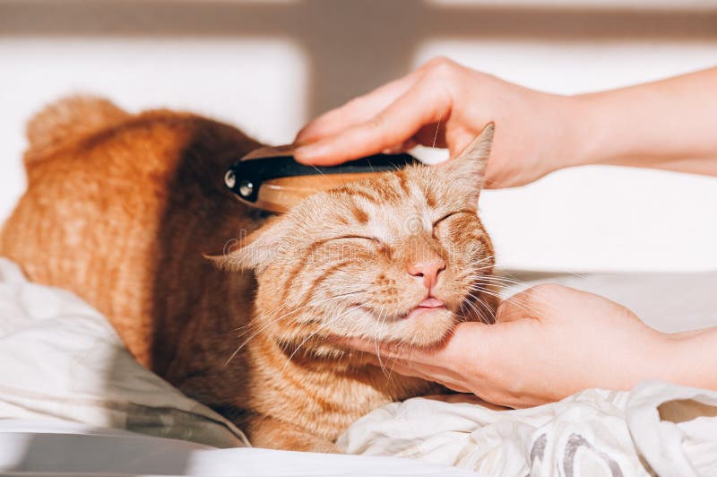 Niedliche Ingwer Katze schläft auf dem Bett lizenzfreie stockfotos