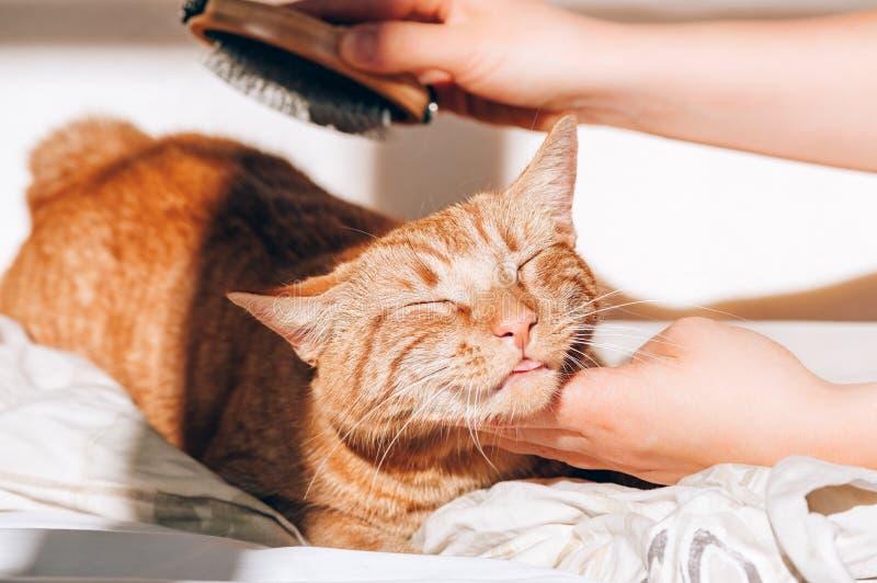 Niedliche Ingwer Katze schläft auf dem Bett stockfoto