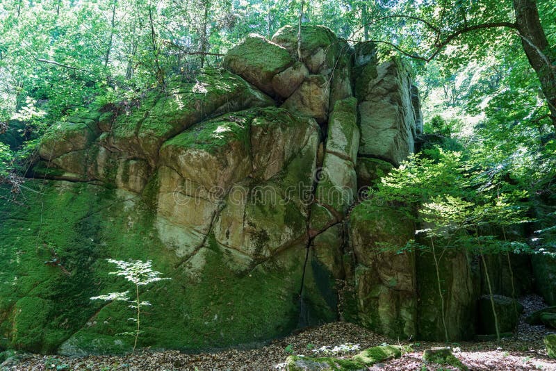 Niedrige Winkelsicht der Klippe umfasst im Moos umgeben von Pflanzen und Bäumen im Wald lizenzfreie stockfotografie