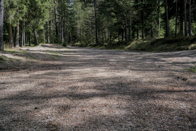 Niedrige Winkelsicht einer Straße durch einen Wald lizenzfreie stockbilder Niedrige Winkelsicht einer Straße durch einen Wald lizenzfreie stockbilder