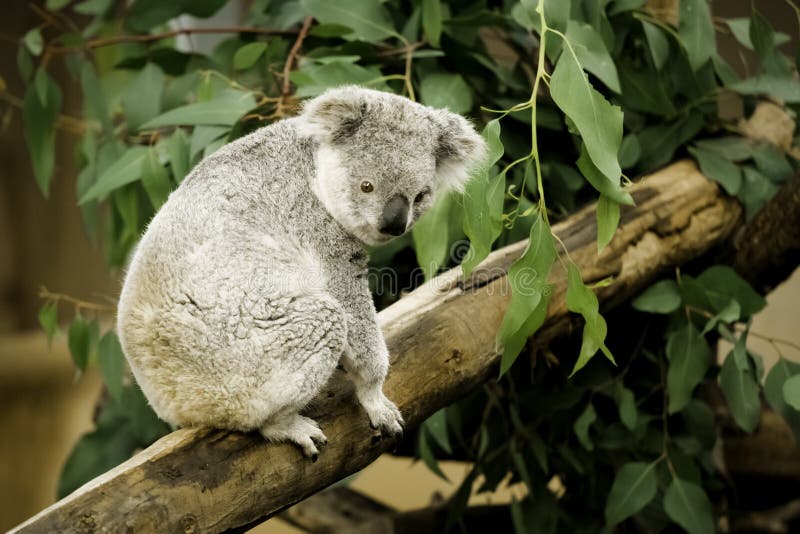 niedźwiadkowa koala fotografia royalty free niedźwiadkowa koala fotografia royalty free