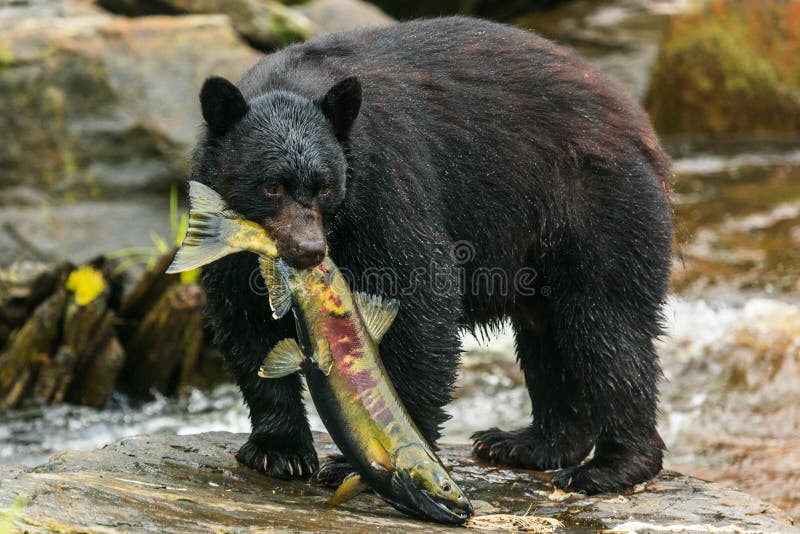 Black bear catching salmon in a creek, Alaska. Black bear catching salmon in a creek, Alaska.