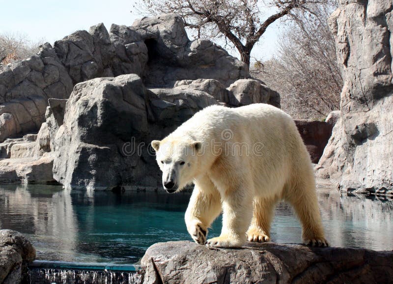 A polar bear paces through his habitat at the rio grande zoo in albuquerque, new mexico;. A polar bear paces through his habitat at the rio grande zoo in albuquerque, new mexico;