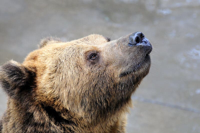 Brown bear's head, close-up at the zoo. Brown bear's head, close-up at the zoo