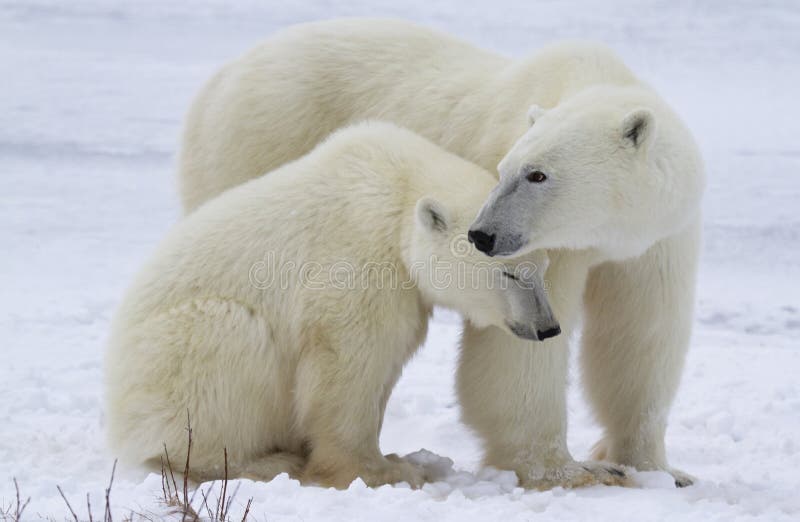 Close up image of a polar bear sow protecting her cub. Late autumn on the tundra in Churchill, Manitoba, Canada. Close up image of a polar bear sow protecting her cub. Late autumn on the tundra in Churchill, Manitoba, Canada.