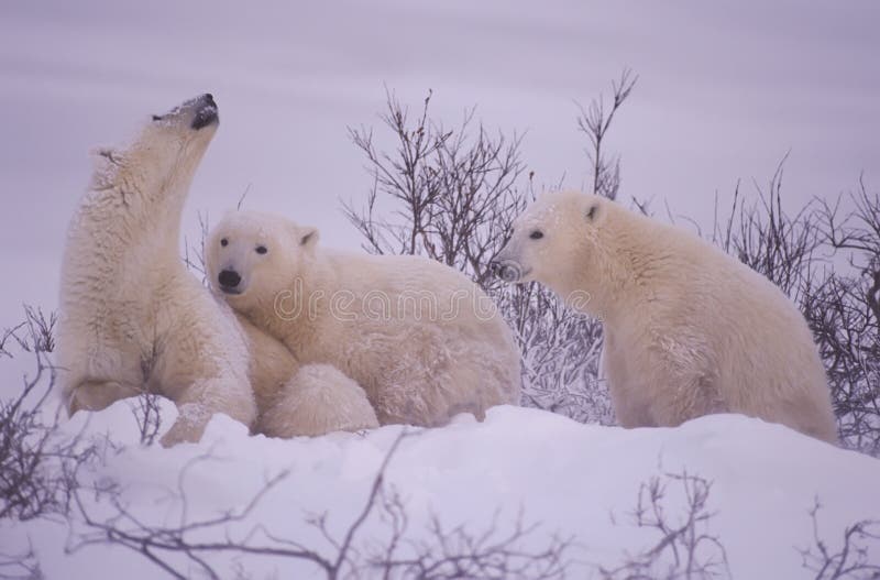 niedźwiedzie rodzinna śmierdzi polarna niebezpieczeństwa maciora