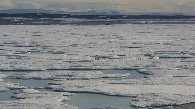 Niedźwiedź polarny chodzi na lodzie morskim