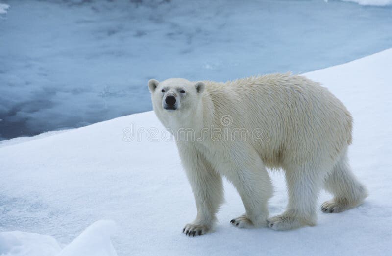 Niedźwiedź Polarny na Lodowym Yukon obraz stock Niedźwiedź Polarny na Lodowym Yukon obraz stock