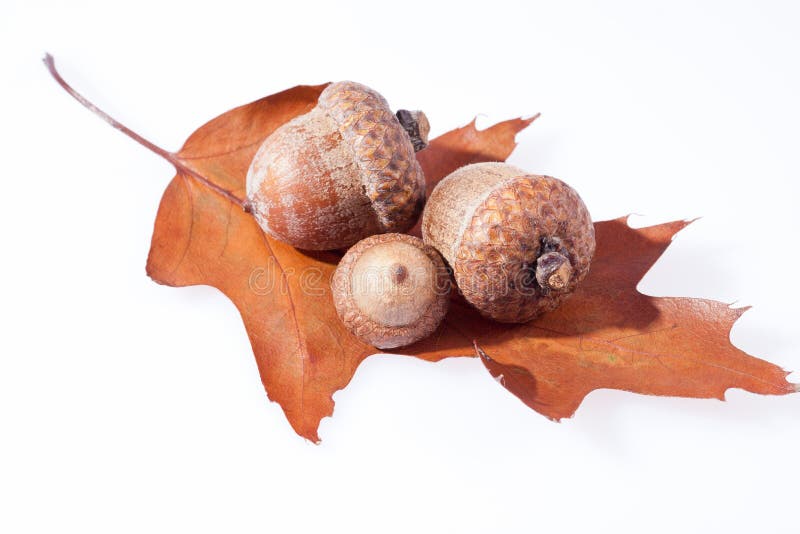 Niektóre acorns na suchym liściu dębu zakończenie up fotografia stock Niektóre acorns na suchym liściu dębu zakończenie up fotografia stock