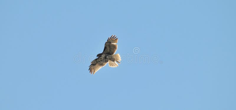 Nieletni Czerwony Ogoniasty jastrzębia Buteo jamaicensis latanie w niebieskim niebie zdjęcia stock Nieletni Czerwony Ogoniasty jastrzębia Buteo jamaicensis latanie w niebieskim niebie zdjęcia stock