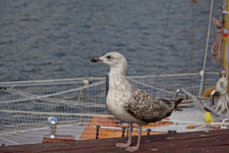 Nieletni śledziowy frajer na sailship, selekcyjna ostrość obraz stock Nieletni śledziowy frajer na sailship, selekcyjna ostrość obraz stock