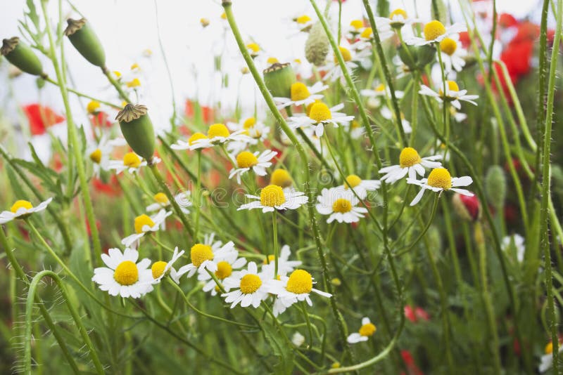 Niemcy, Północny Westphalia, Chamomile i maczki, wildflowers fotografia stock Niemcy, Północny Westphalia, Chamomile i maczki, wildflowers fotografia stock