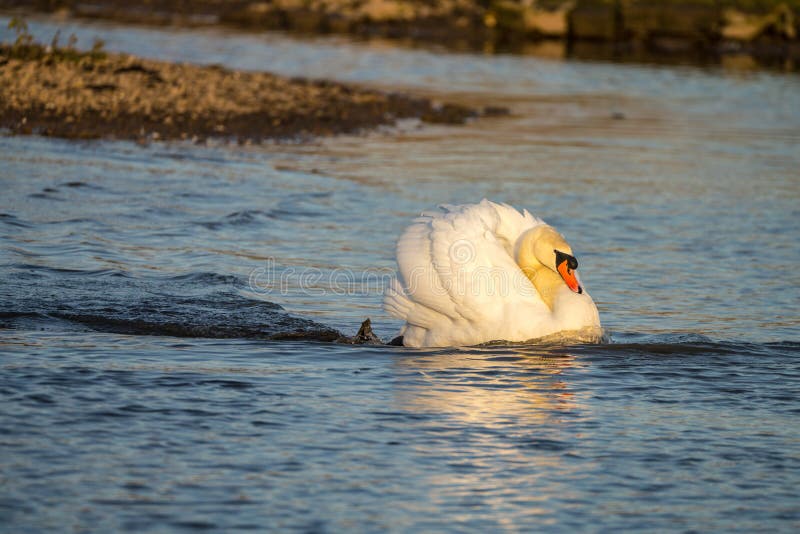 Niemego łabędź Cygnus olor w zagrożenie pozie ściga się przez jezioro obraz royalty free Niemego łabędź Cygnus olor w zagrożenie pozie ściga się przez jezioro obraz royalty free
