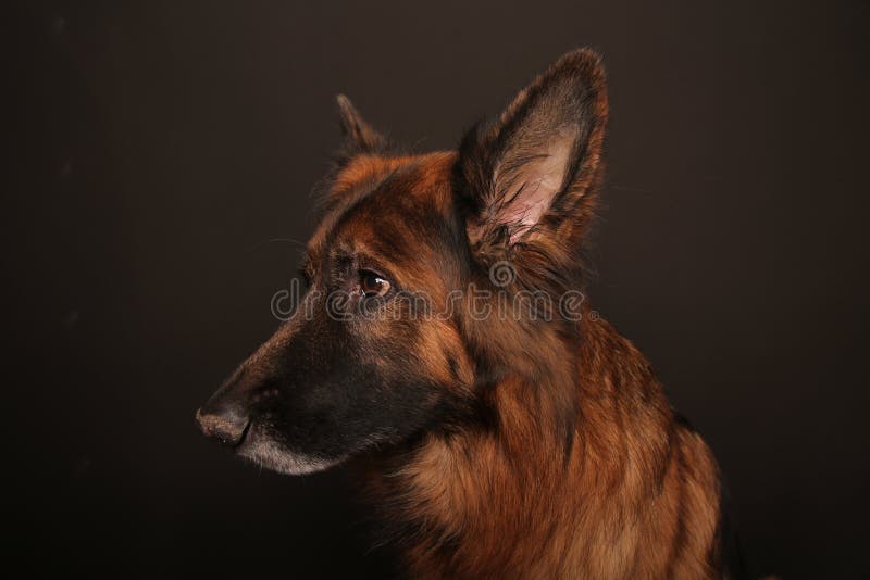 Niemiec Sheperd psa Alfa ` s portret na Black&white Backround obrazy stock Niemiec Sheperd psa Alfa ` s portret na Black&white Backround obrazy stock