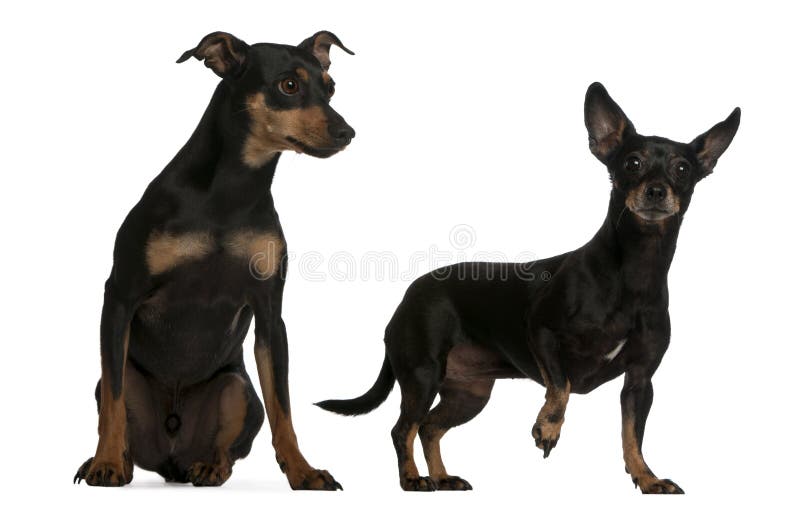 Niemiecki miniaturowy pinscher zdjęcia royalty free
