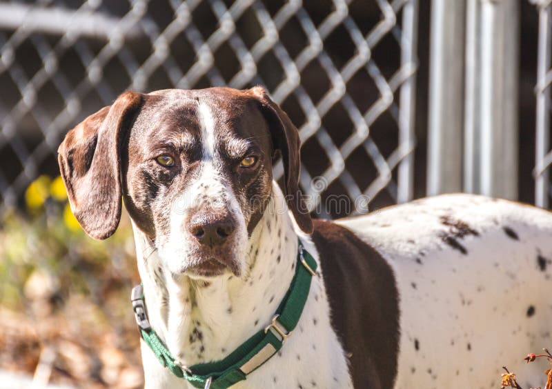 niemiecki pointer shorthaired obrazy stock niemiecki pointer shorthaired obrazy stock