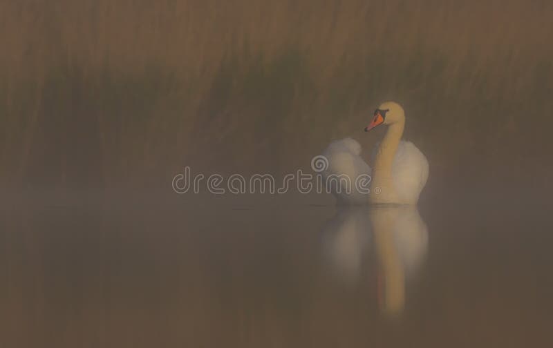 Niemy łabędź & x28; Cygnus olor & x29; fotografia stock Niemy łabędź & x28; Cygnus olor & x29; fotografia stock