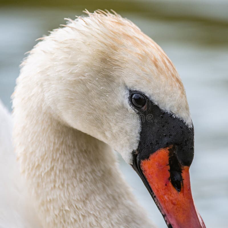 Niemy łabędź, zakończenie w górę portreta, Cygnus olor obrazy royalty free Niemy łabędź, zakończenie w górę portreta, Cygnus olor obrazy royalty free
