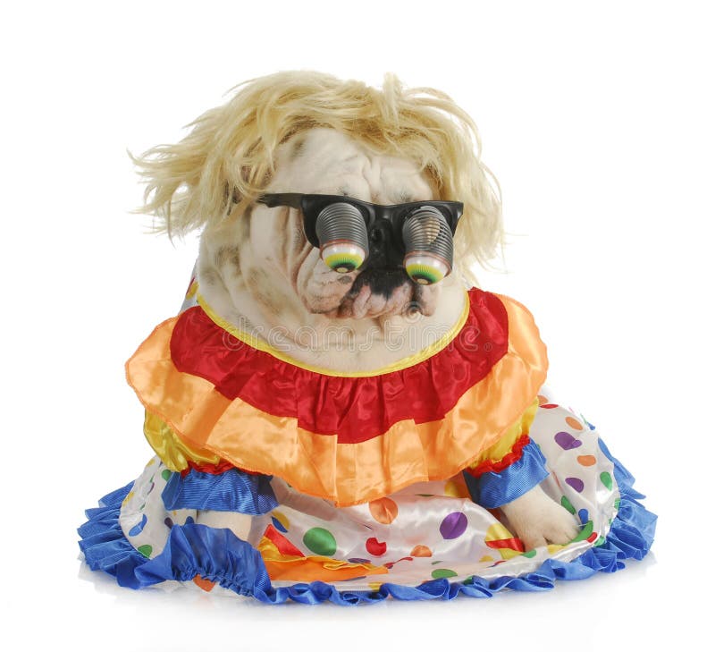 Silly dog - english bulldog wearing silly glasses and clown costume. Silly dog - english bulldog wearing silly glasses and clown costume