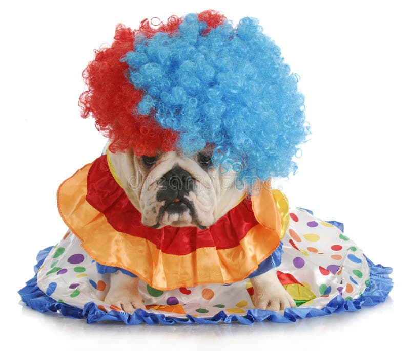 Silly dog - english bulldog dressed up like a clown. Silly dog - english bulldog dressed up like a clown